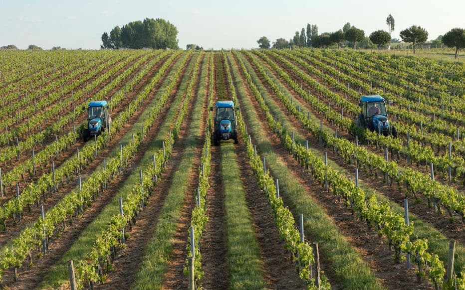 Vignoble
